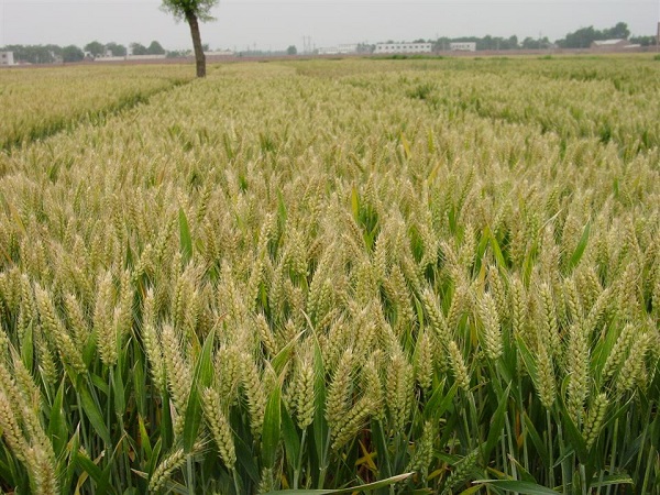 小麦繁种基地